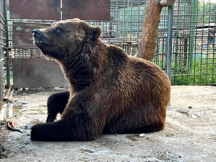 В Улан-Удэ объявлен сбор средств на строительство медвежьего угла