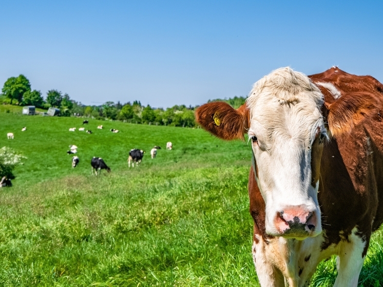 В Калужской области стартовал конкурс на гранты для ферм