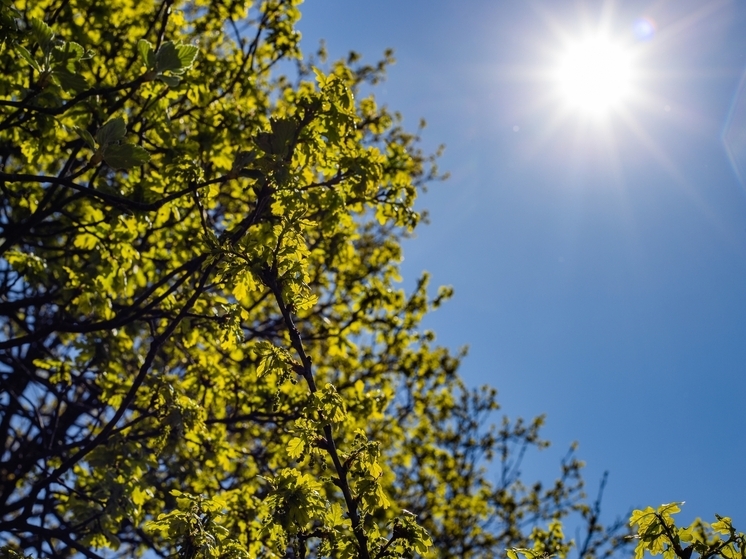 Жара под 30 градусов ожидает томичей 28 июля