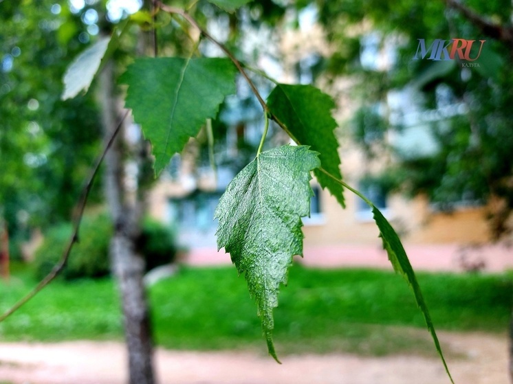 Калужан ждёт понедельник без осадков