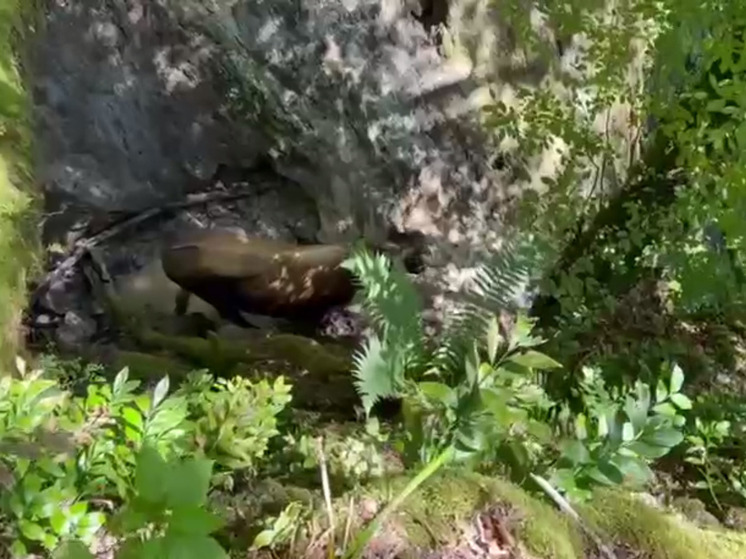 Бык попал в западню в горах Сочи