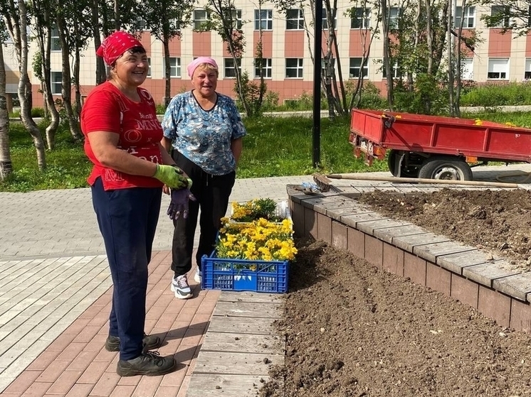 На клумбах Кировска появятся разноцветные петунии и подсолнухи
