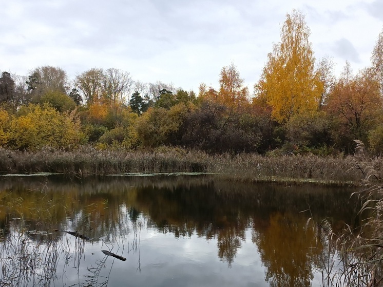 В свердловском селе Байны злоумышленник застрелил любимого жителями лебедя