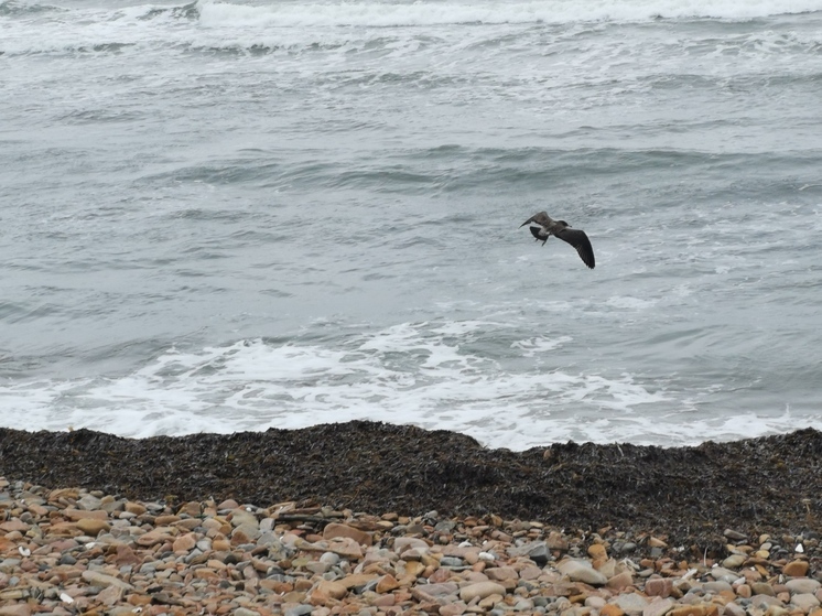 75-летняя пенсионерка утонула на пляже в посёлке Волчанец в Приморье