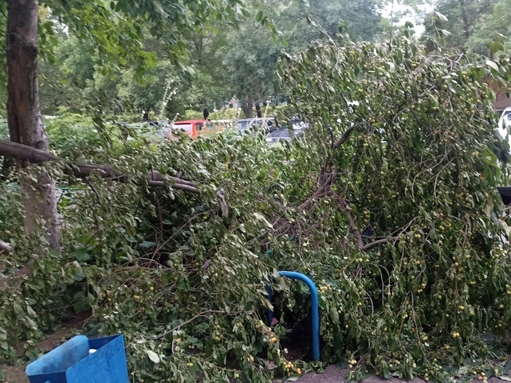 В Оренбурге дерево упало на скамейку возле подъезда