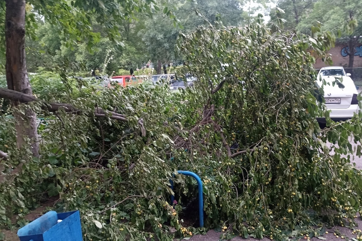 В Оренбурге дерево упало на скамейку возле подъезда