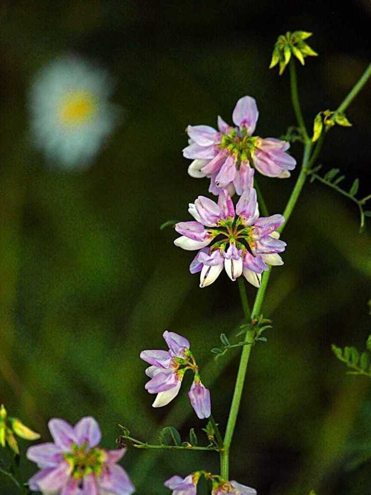 Солнце и жара ждут калужан в понедельник