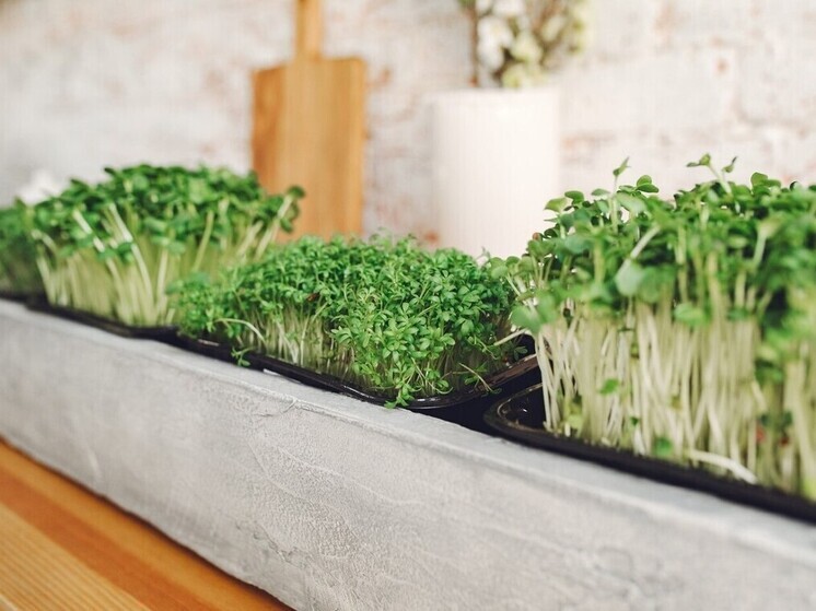 Топ-6 простых способов заготовить зелень на зиму - на заметку хозяйкам