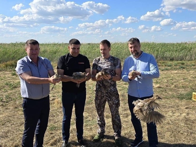 На Дону в естественную среду обитания выпустили 500 особей молодняка фазанов