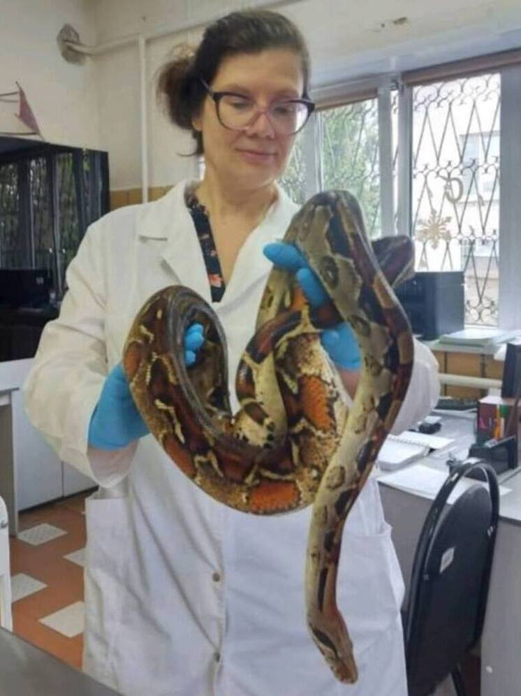 Королевский питон стал пациентом калужских ветеринаров