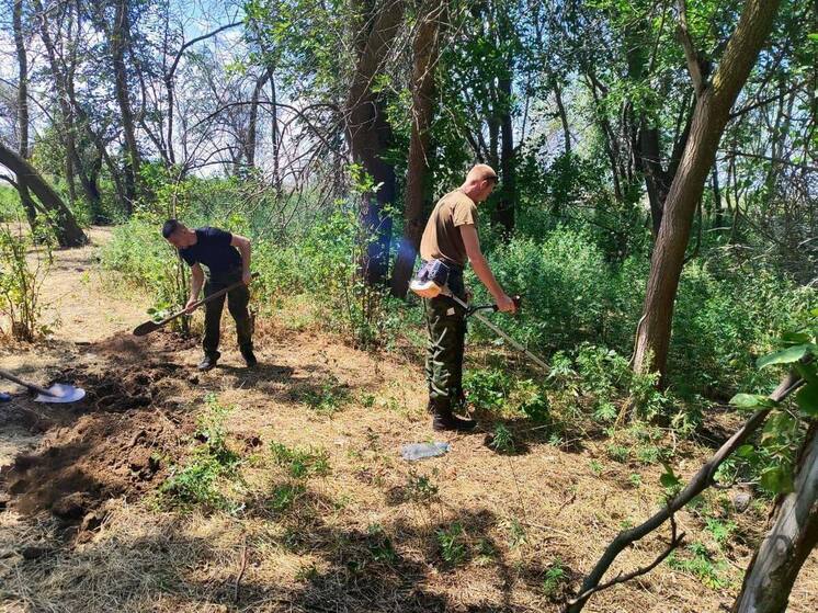 В Астраханской области массово уничтожают дикорастущую коноплю