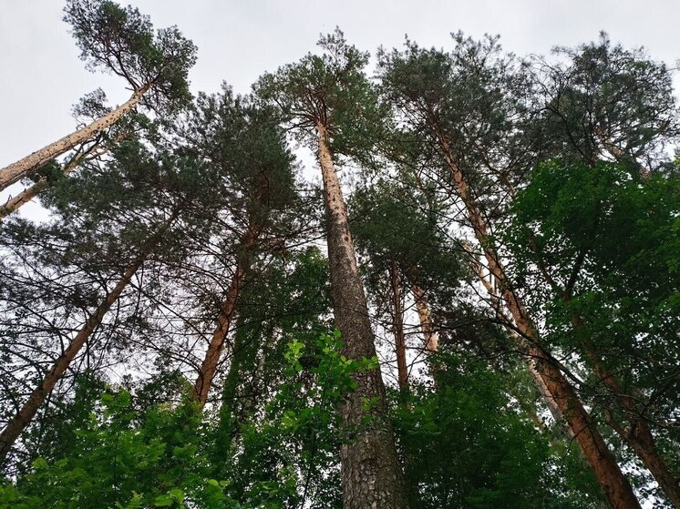 Лесная охрана Пензенской области выявила более 170 нарушений лесного законодательства