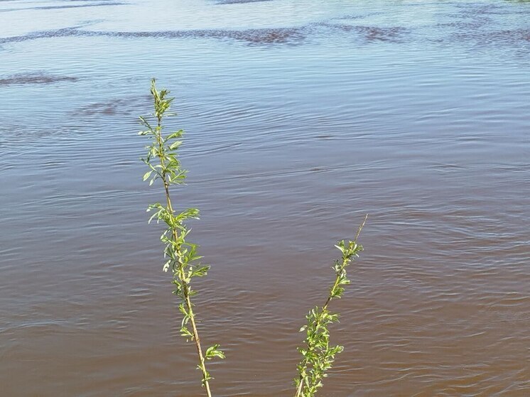 В Великом Новгороде купальщика едва не унесло течением