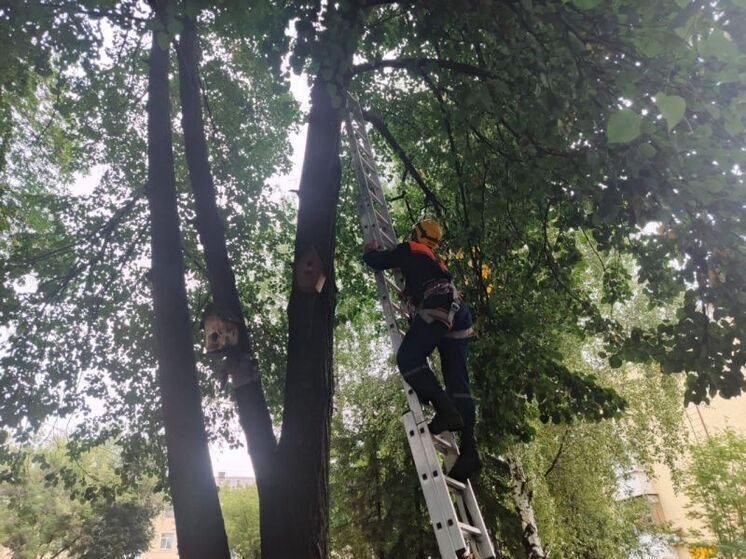 Уфимские спасатели сняли с дерева кошку, просидевшую там три дня