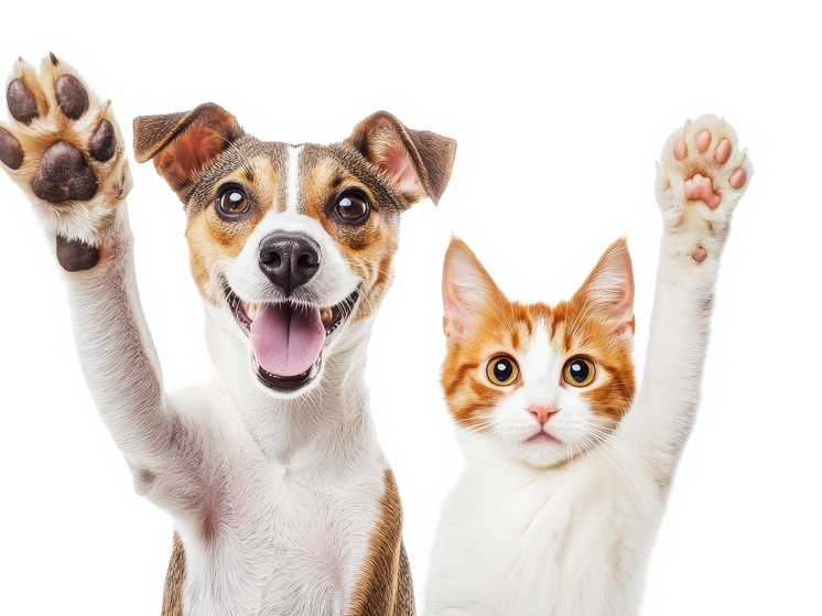 Почти 800 питомцев пропали в Марий Эл за год