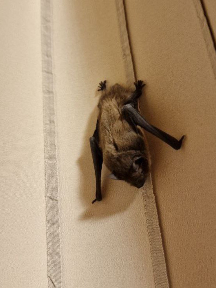 Дом калужского губернатора ночью посетила нежданная гостья