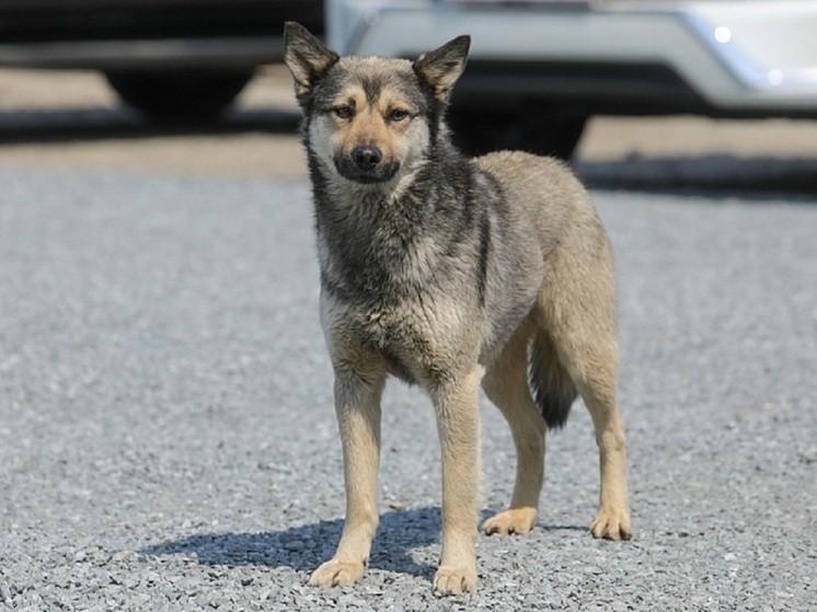 В Приморье официально запретили кормить бездомных собак вблизи школ и остановок