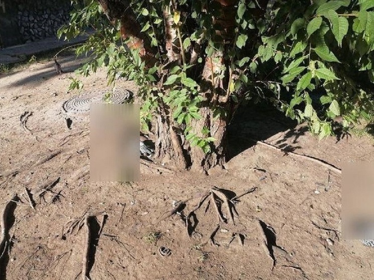 Жители Калининского района Новосибирска обеспокоены массовой гибелью голубей
