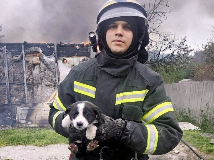 В Челябинске из горящего садового домика спасли четверых щенков