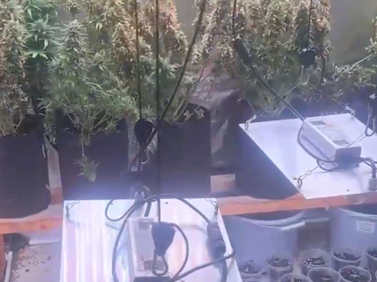 Жители Москвы организовали наркотеплицу в частном доме под Одинцовым