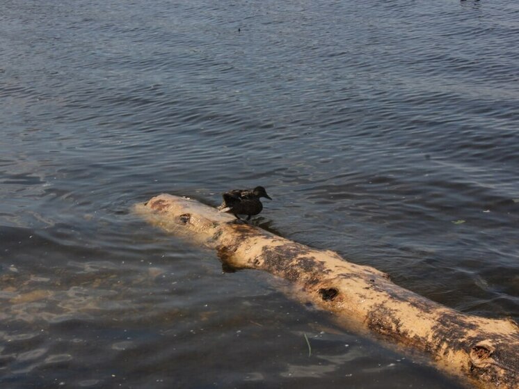 В Самаре температура воды в Волге понизилась до +23 градусов 29 июля