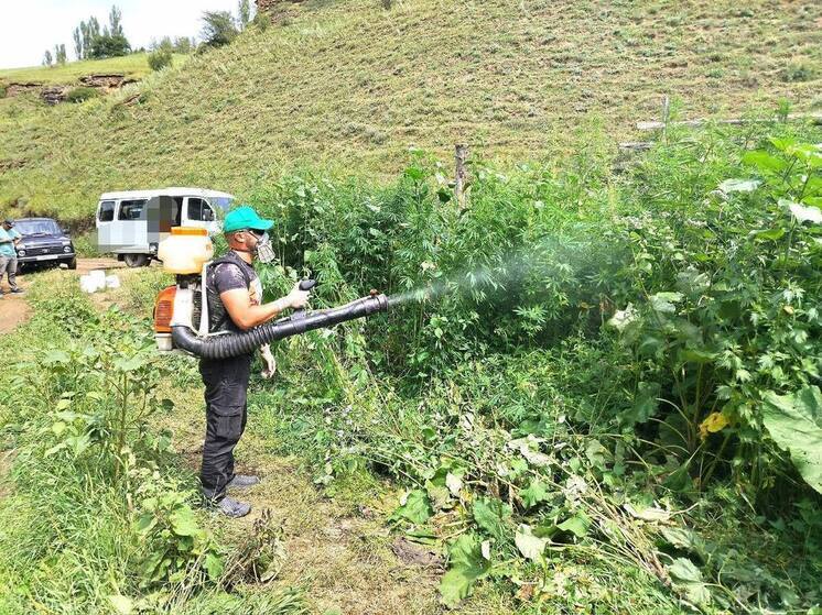 В Кисловодске за день уничтожили 15 тысяч кустов дикорастущей конопли