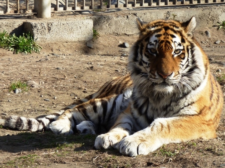 Солидные кошачьи хакасского зоопарка отметили Международный день тигра