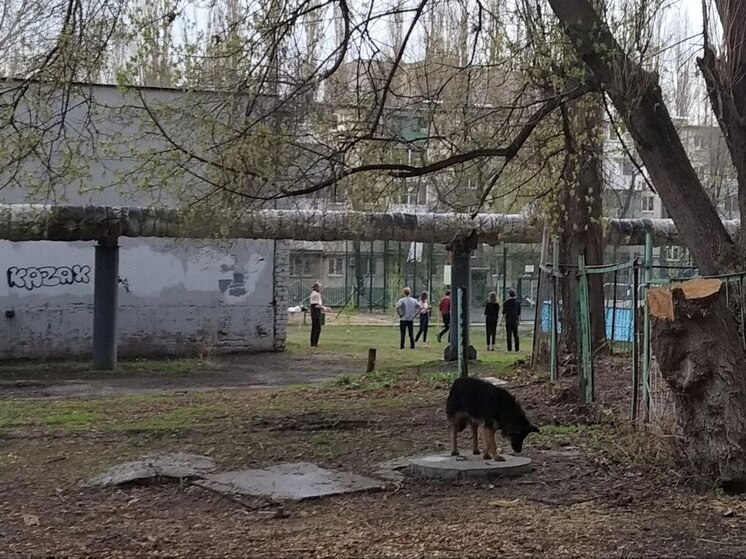 В Саратове собака напала на ребенка