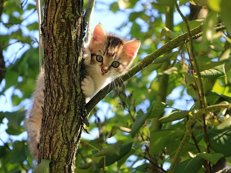 35-летний уфимец сорвался с высоты, пытаясь снять с дерева кошку