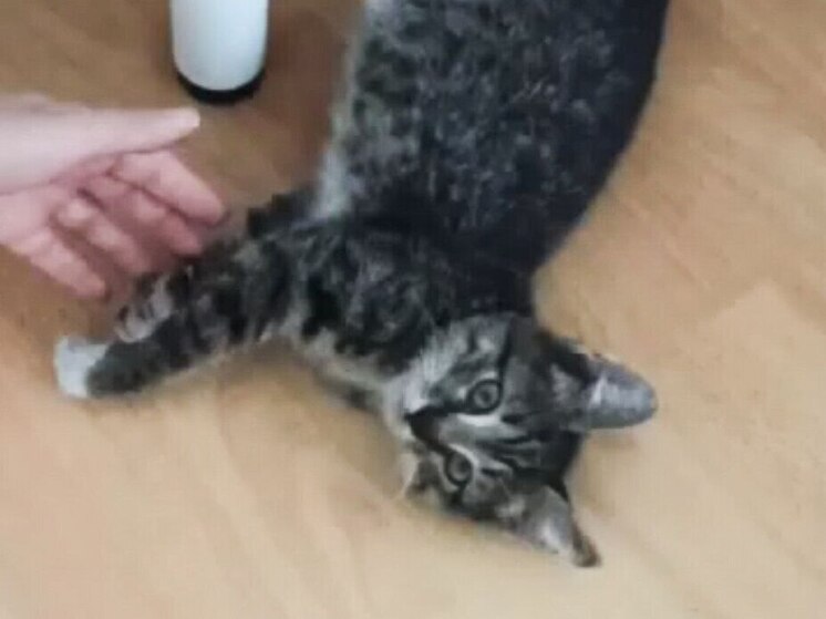 Котёнок чудом выжил в сжимающем отходы мусоровозе