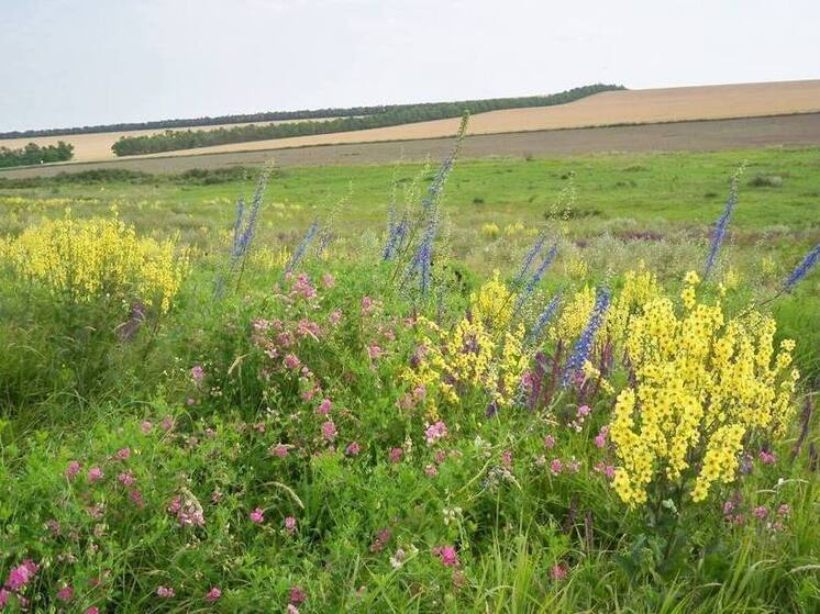 На Ставрополье стартовал активный сбор лекарственных растений