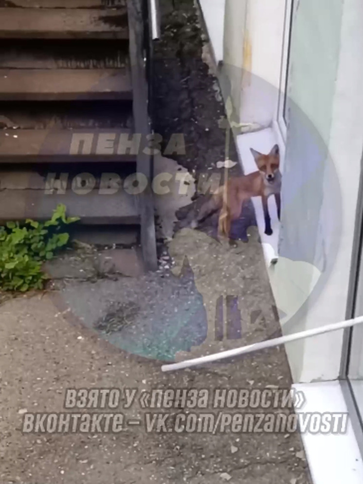Лиса пыталась «проникнуть» в дом в центре Пензы