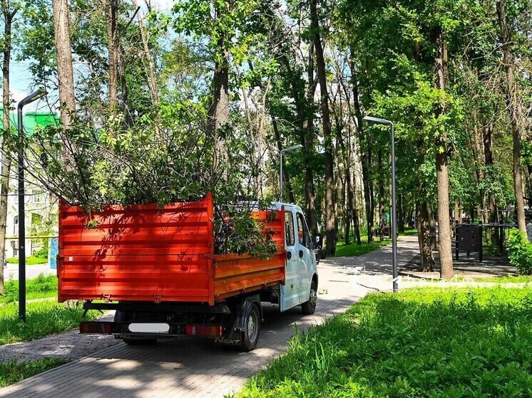 В Пушкинской аллее Белгорода начали убирать сухостой