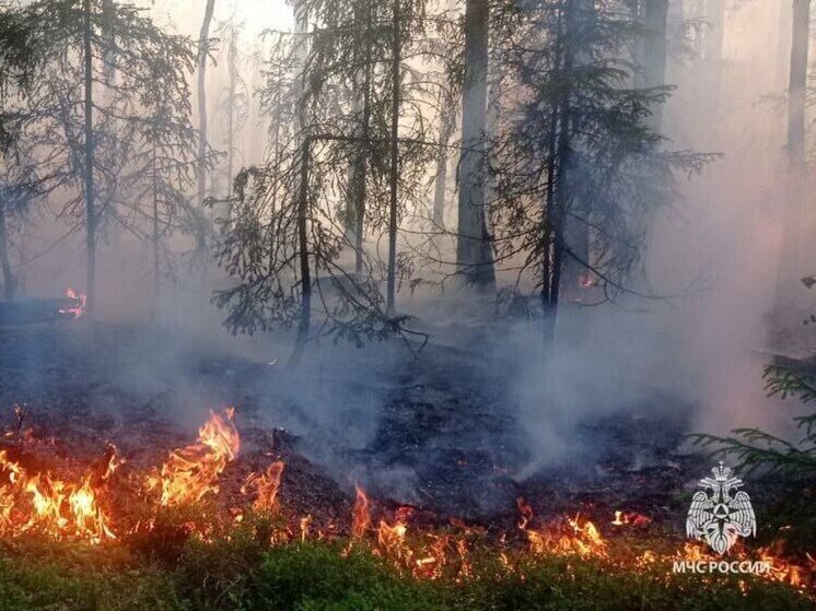 Новгородские спасатели потренировались тушить торфяники