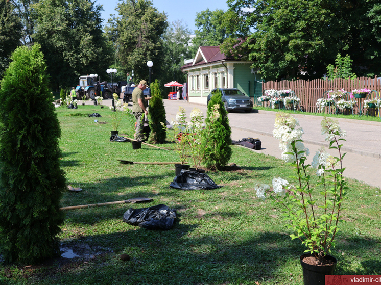 Во Владимире в центре города высадили туи и гортензии