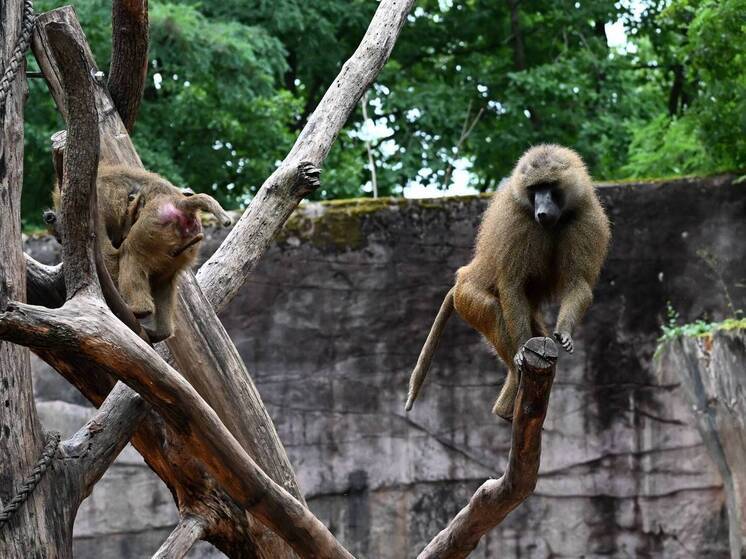 Bild: Deutsche Umweltschützer stürmen den Nürnberger Zoo wegen der Erschießung von 12 Pavianen