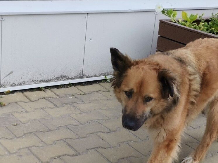 Домашняя собака покусала ребёнка возле магазина в Хабаровске