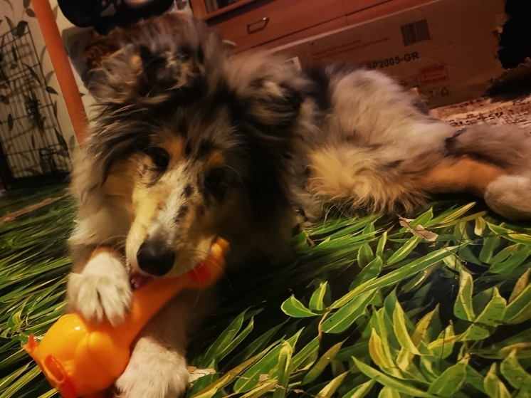 Стало известно, сколько заплатят приморцы за кормление бездомных собак на улице