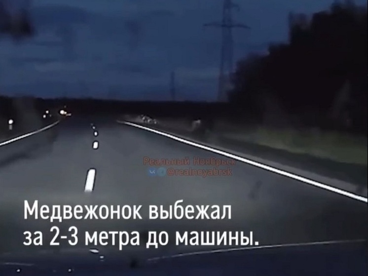 Смертельный наезд на медвежонка в ЯНАО попал на видео