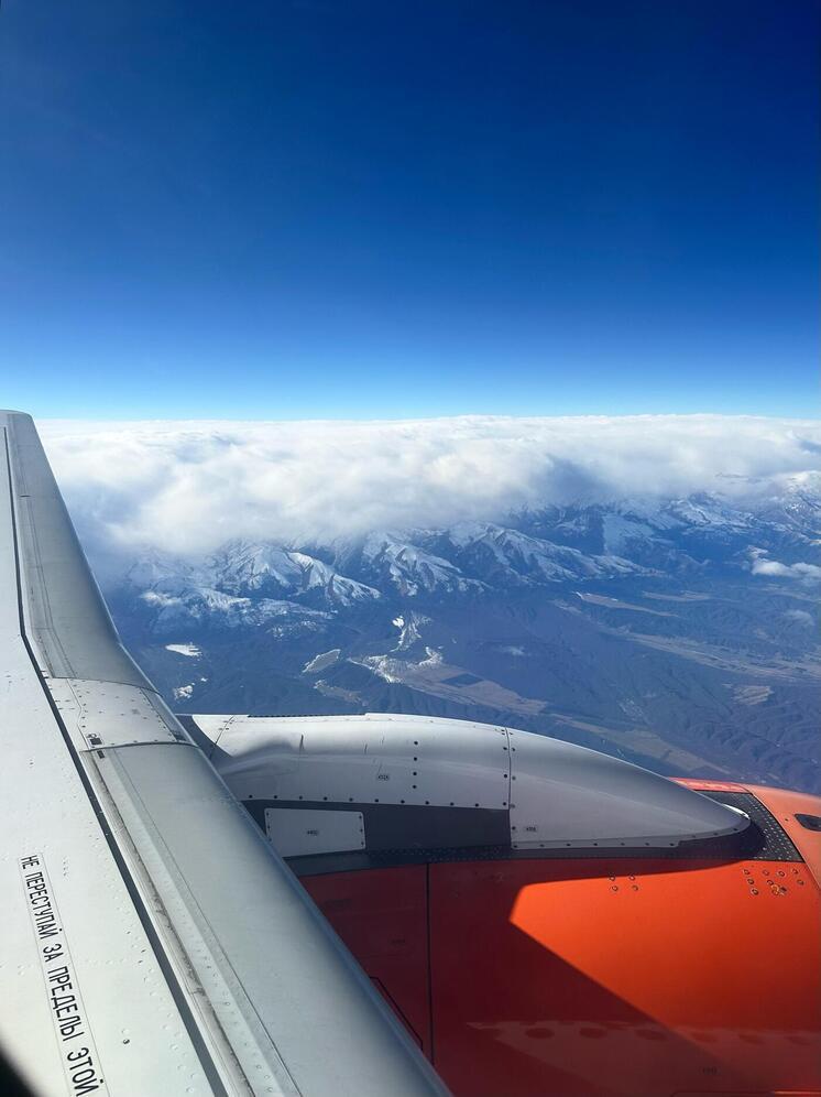 На авиарейсах в Минеральные Воды появились антистресс-коты