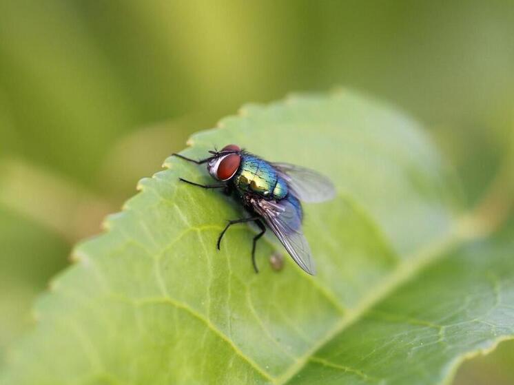 В Советском районе Марий Эл замечено нашествие мух