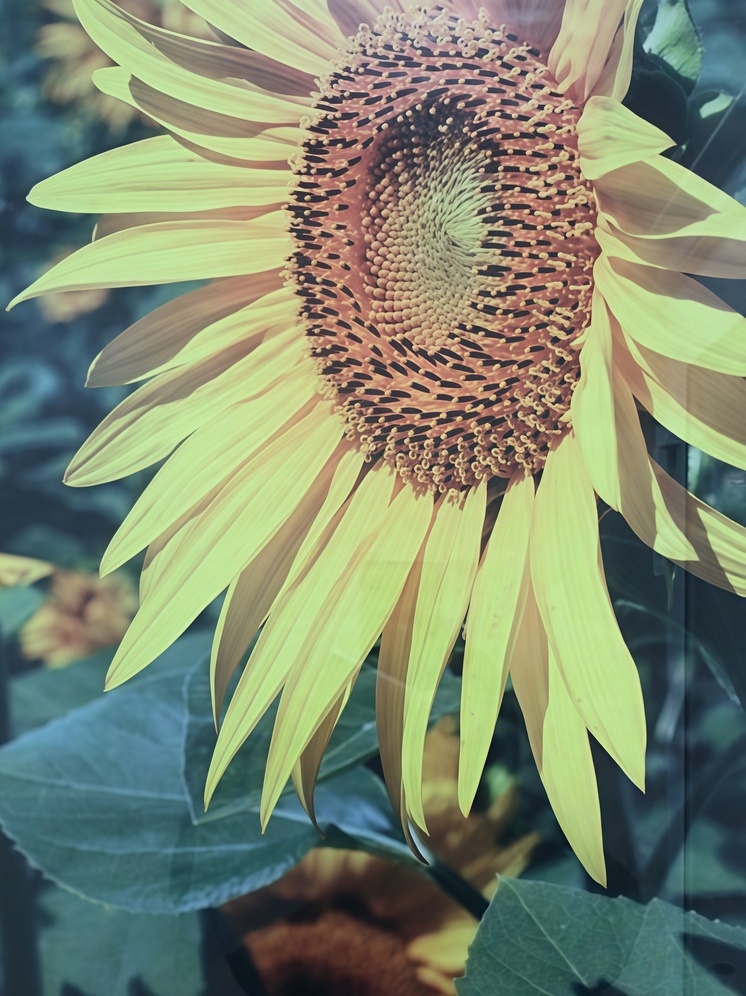 На Ставрополье провели полевые обследования выращенного в Степновском округе подсолнечника
