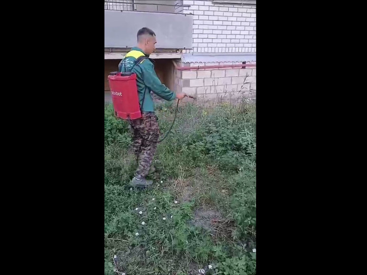 В Черкесске борются с амброзией