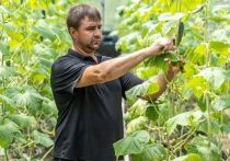 Он купил и оборудовал теплицу на деньги соцконтракта
