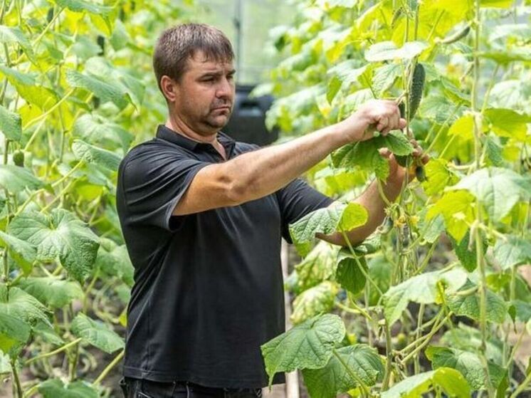 Он купил и оборудовал теплицу на деньги соцконтракта