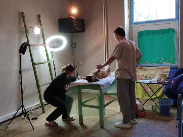 Волжские зооволонтеры снова отправляются на Донбасс, чтобы помочь животным