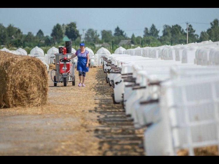 Губернатор Смоленской области Василий Анохин рассказал о развитии сельского предпринимательства в регионе