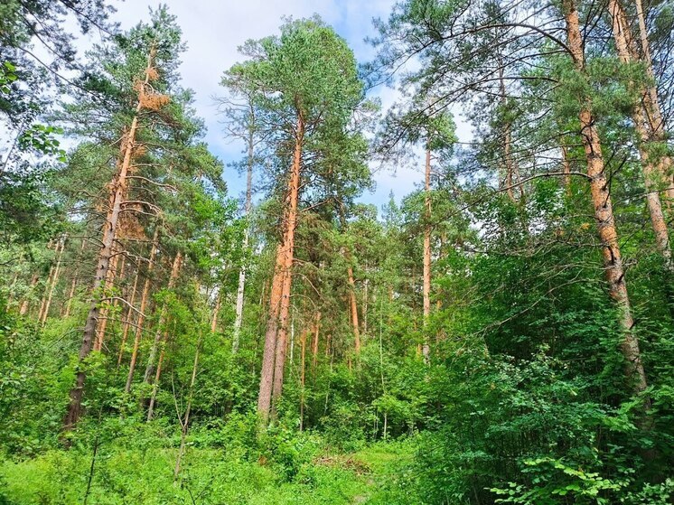 Пензенцам напомнили правила безопасного сбора и приготовления грибов
