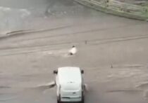 В Барнауле во время сильного ливня девушку сбило с ног мощным потоком воды, после чего ее понесло по проезжей части