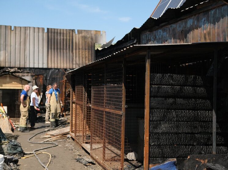 Сгоревшему волгоградскому приюту для животных требуется помощь